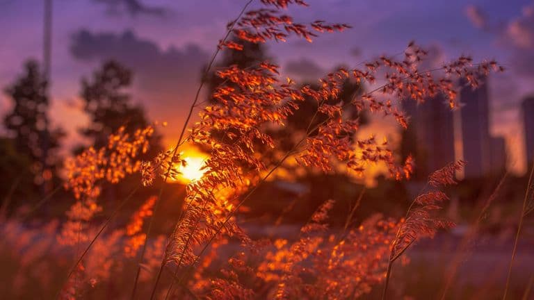 Venus Enters Taurus: A Shift Towards Stability and Sensuality