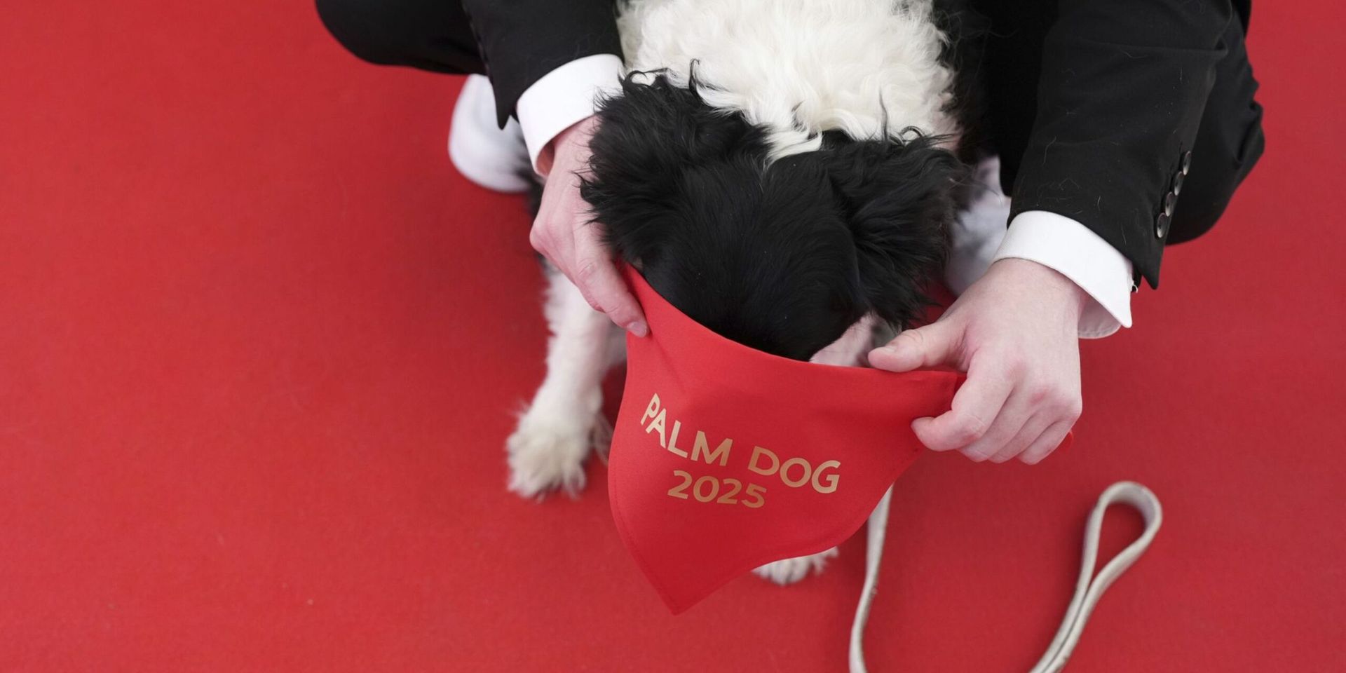 Icelandic Sheepdog ‘Panda’ Wins 2025 Palm Dog at Cannes