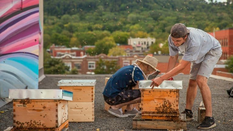 U.S. Millennials Turning to Backyard Beekeeping Amid Wellness Boom