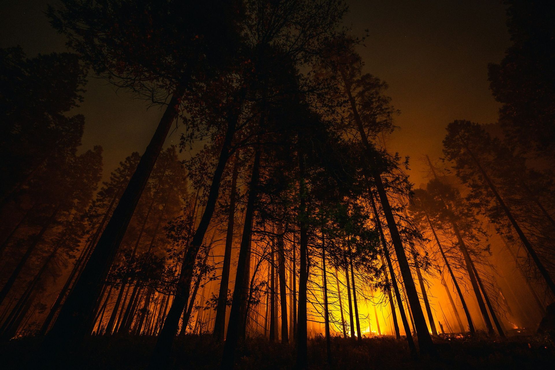 Record Heatwaves and Wildfires Devastate the Northern Hemisphere