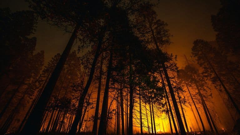Record Heatwaves and Wildfires Devastate the Northern Hemisphere