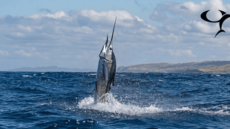 Cr fishing charters knows costa rica best