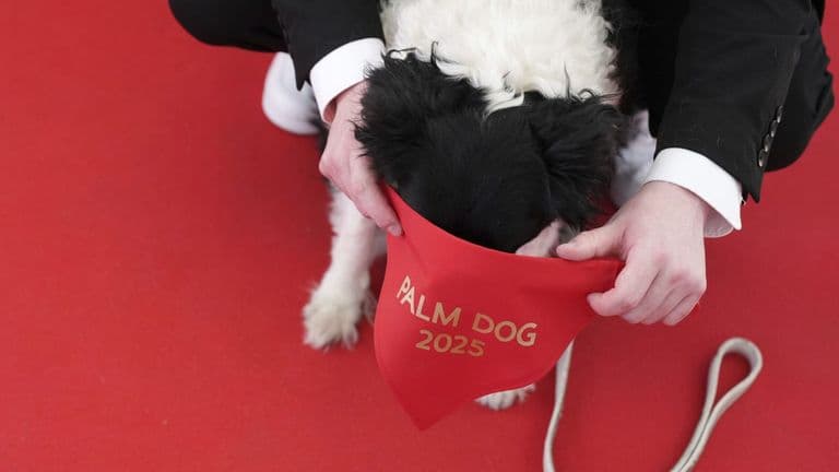 Icelandic Sheepdog ‘Panda’ Wins 2025 Palm Dog at Cannes