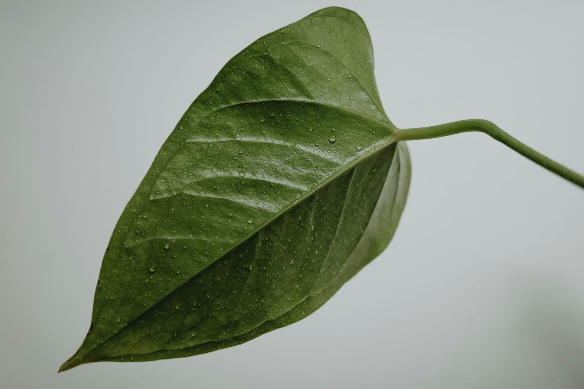 The Plant-Based Movement: Redefining Men’s Nutrition