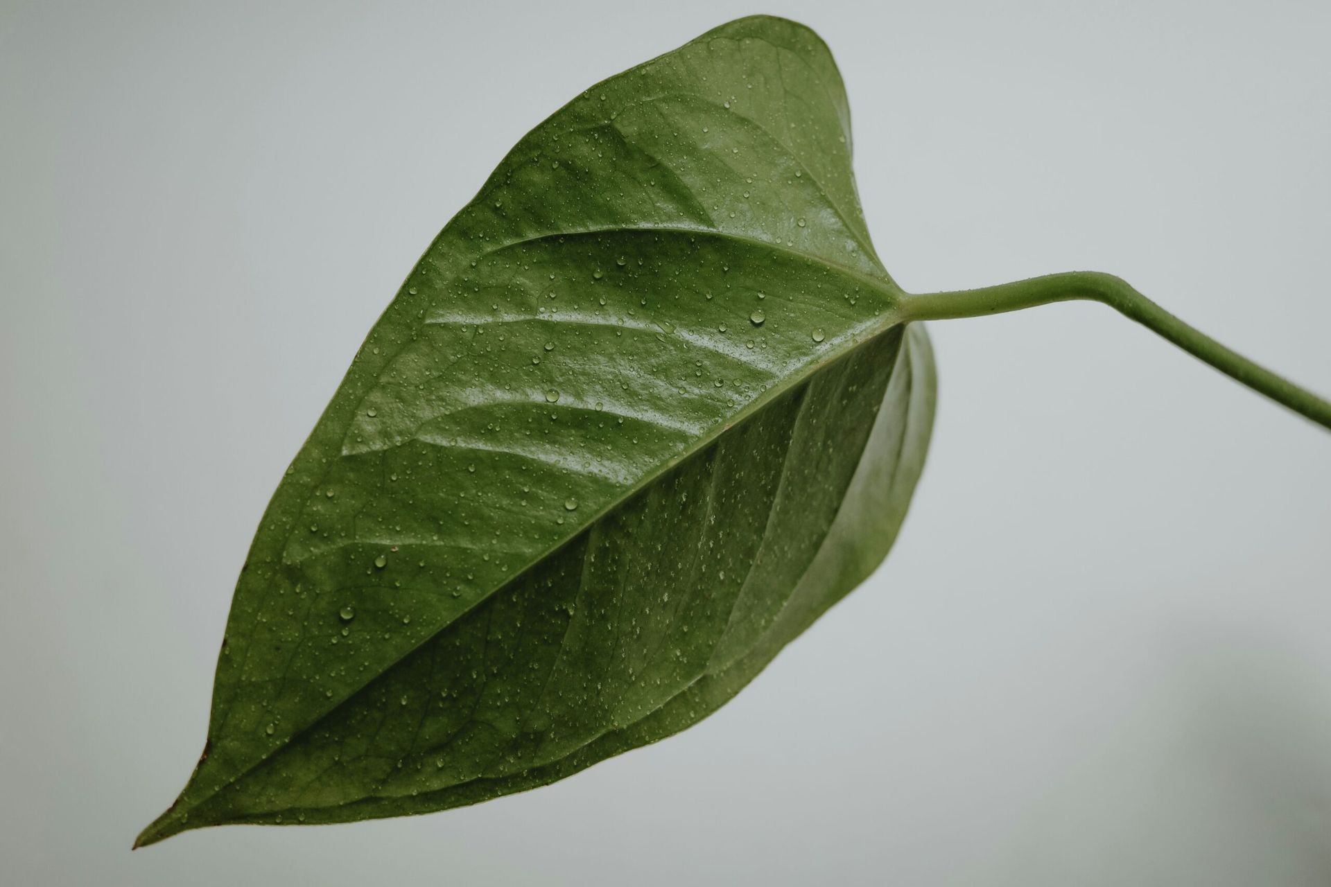 The Plant-Based Movement: Redefining Men’s Nutrition